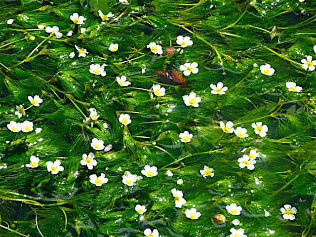 地蔵川の梅花藻